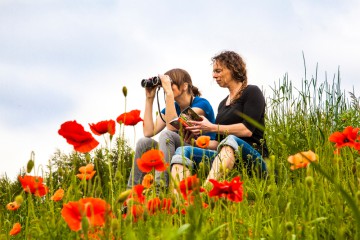 Grüne Wiese mit rot blühendem Mohn