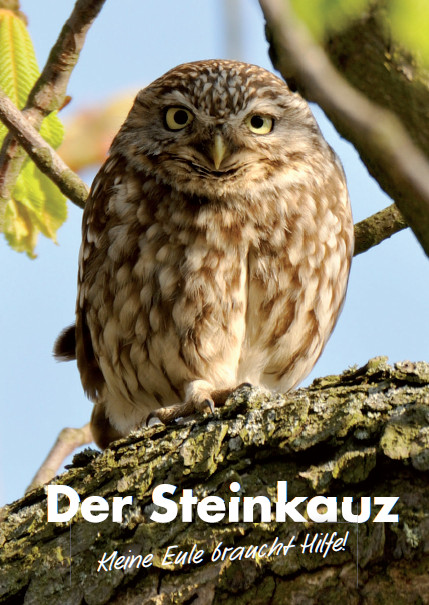 Kleine gedrungene Eule